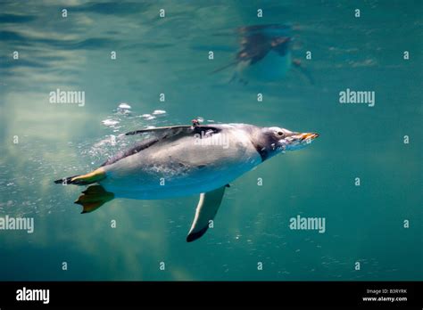 A Gentoo Penguin Swimming Underwater Pygoscelis Papua Stock Photo Alamy