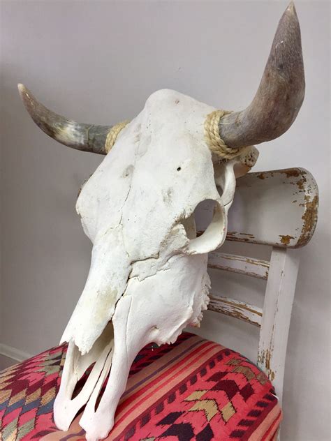 Genuine Taxidermy Cow Skull Mackenziebryantandco