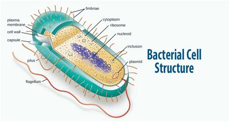 Bacteria Cell Structure