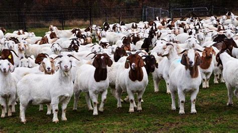 Goats Goat Farming Most Profitable Pets To Breed And Sell