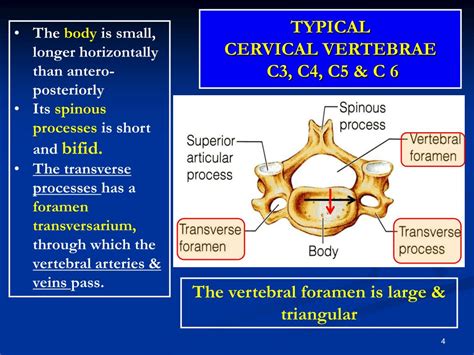 Ppt Cervical Vertebrae Powerpoint Presentation Free Download Id