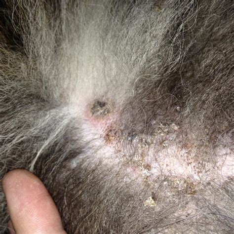 Young dogs are more susceptible to fleas, mange, bacteria (impetigo) and fungal dog skin. Sheltie skin problems