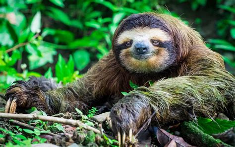 A Sloth Can Hold Its Breath For 40 Minutes Underwater — And 6 Other Facts For International