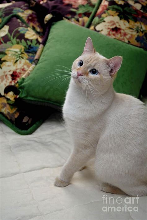 Blue Eyes Photograph Flame Point Siamese Cat By Amy Cicconi Siamese