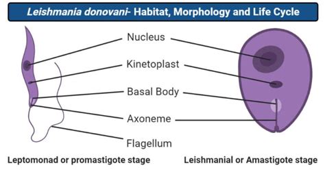Leishmania Donovani Habitat Morphology And Life Cycle