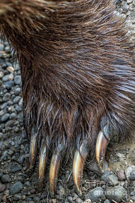 Grizzly Bear Claws Photograph By Rob Daugherty Pixels