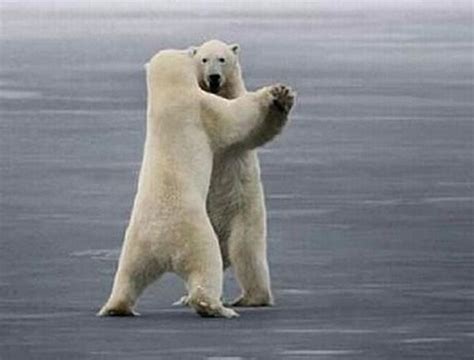 16 Pictures Of Animals Holding Hands Dancing Animals Polar Bear