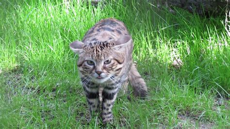 Africas Black Footed Cat Youtube