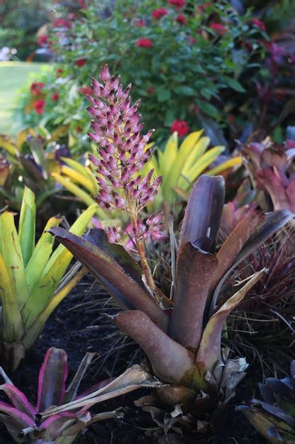 Premium Photo Bromeliad With Purple Flower