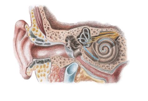 Ear Anatomy Poster Print By Spencer Suttonscience Source Item