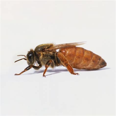 Queen Bee Natural Bee Care