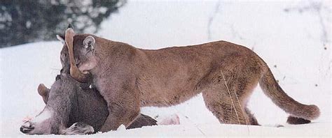 Cougars Hunting Image Only