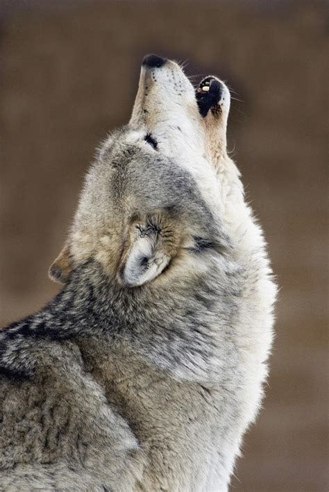 Captive Gray Wolf Howling Photograph By Mark Newman Fine Art America