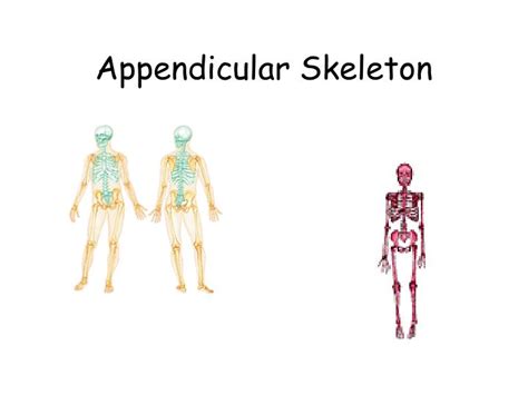 Ppt Appendicular Skeleton Powerpoint Presentation Free Download Id