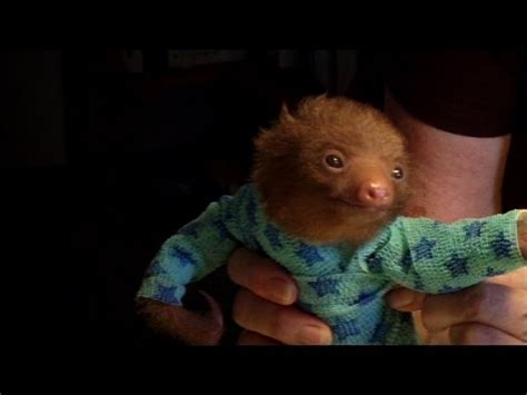Tiny Baby Sloths In Onesies Will Make You Go Aaw Sloth Of The Day