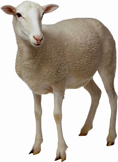 Animal Sheep Transparent Pluspng