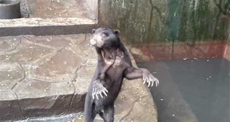Shocking Video Shows Skeletal Sun Bears Begging For Food In Indonesian