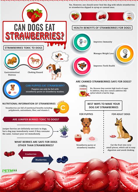 Even though cats can eat strawberries, are they really good for cats? Can Dogs Eat Strawberries? Can Puppies Eat Strawberry ...
