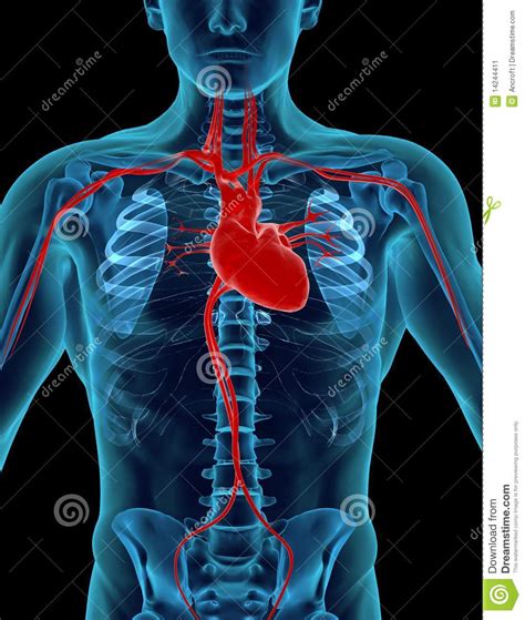Human Heart Stock Image Image 14244411