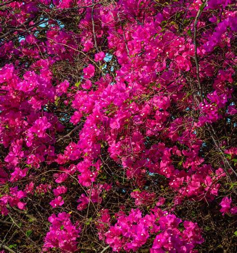Beautiful Magenta Bougainvillea Flowers Stock Photo Image Of Botany