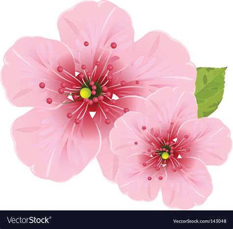 Cherry Blossom Flowers Royalty Free Vector Image