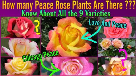 119 Know All About The 9 Varieties Of Peace Rose Francis Meilland