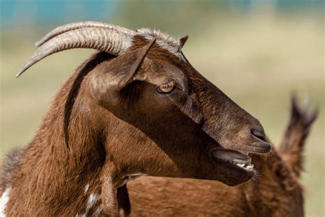 What To Do If Your Goat Breaks A Horn