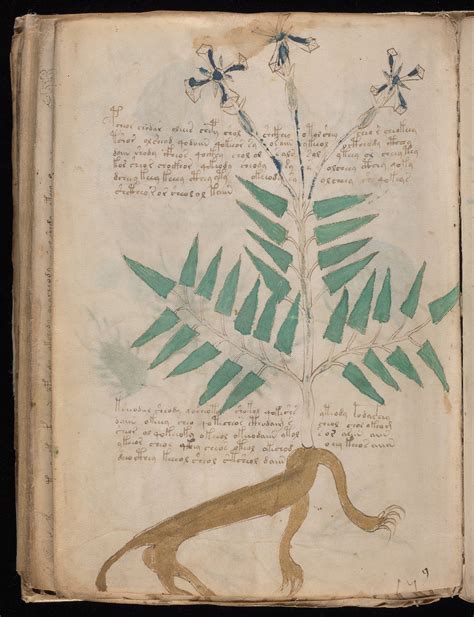 New Scans Of The Voynich Manuscript A Medieval Book No One Can Read