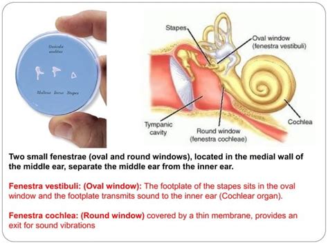 Vestibular And Auditory Apparatus Drbbgosai