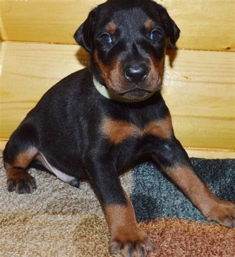 Visit us now to find the right doberman pinscher for you. Sfg Doberman Pinscher Puppies for Sale | Handmade Michigan