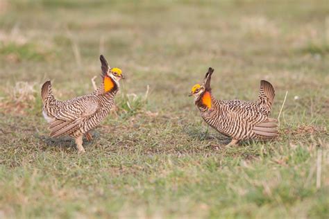 Quick Facts About The Truly Amazing Greater Prairie Chicken