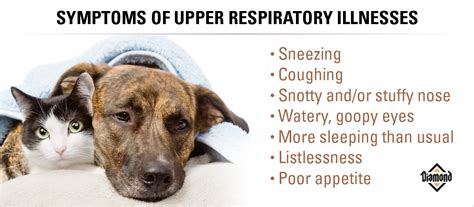 Upper Respiratory Infection In Dogs Human Body Anatomy