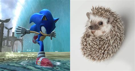 Sega Confirms Real Hedgehog Couldnt Actually Run That Fast