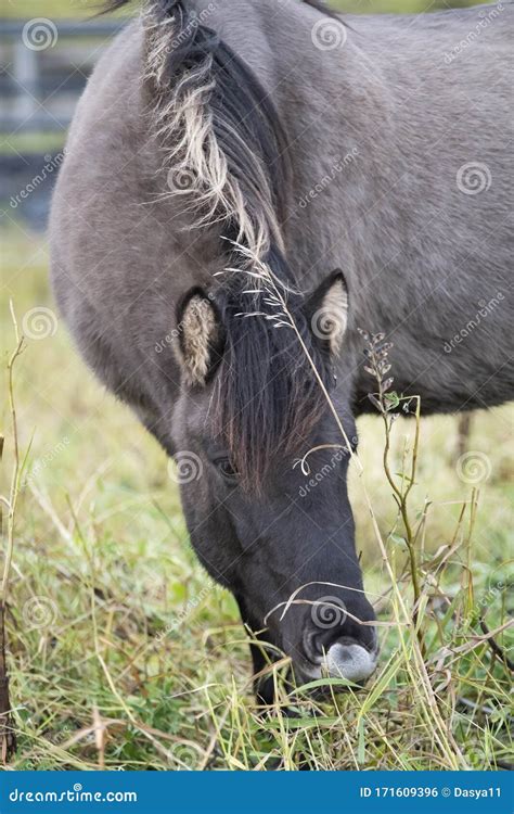 One Grey Icelandic Horses Portret In A Field Grazing Iceland Stock