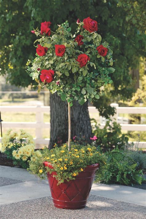 How To Grow Patio Roses In Containers Rose Garden Design Rose Trees
