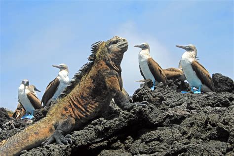 The Amazing Animals And Attractions Of The Galápagos Islands Yacht