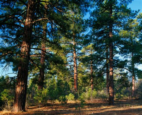 Ponderosa Pine Tree Forest Kaibab National Forest Arizona Usa Stretched