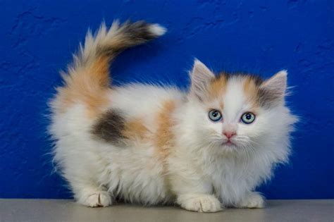 29 Doll Face Persian Kittens For Sale Near Me Images Adopt Siberian