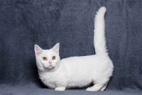 Munchkin Cat Breed Information And Facts Pictures Pets Feed