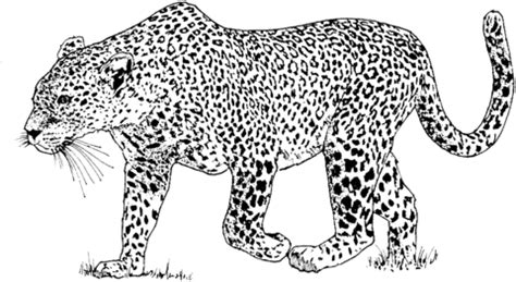 Malvorlage wald pdf coloring and malvorlagan pinterest christmas family pictures outfits. ausmalbild leopard - Ausmalbilder für kinder ...