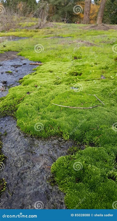 Moss Carpet Stock Photo Image Of Moss Beauty Peaceful 85028088