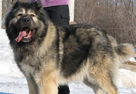 Russian Bear Dog For Sale Kharita Blog