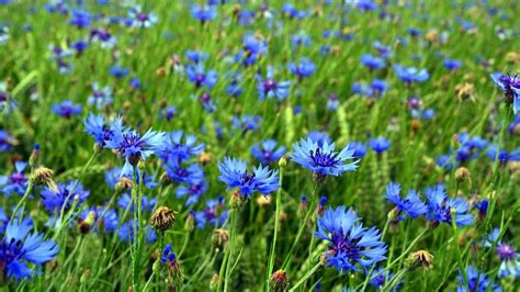 Cornflower Blue Boy Flower Seeds Edible Medicinal Flowers Bees