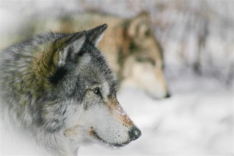 Wolves Profile Photograph By Desiree Deleeuw Fine Art America