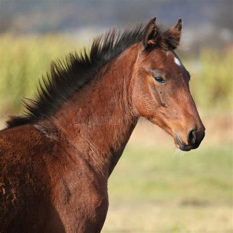 Nice Kabardin Horse Foal In Autumn Stock Photo Image Of Stand