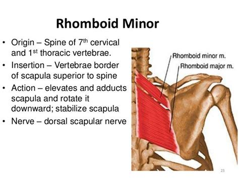 Kinesiology Of The Shoulder