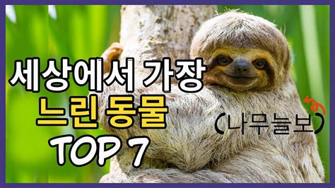 세상에서 가장 느린 동물 Top 7 YouTube