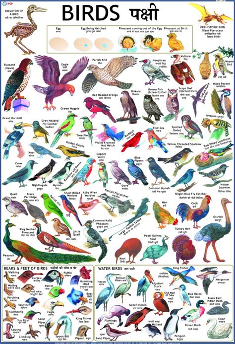 Birds Chart For Children Paper Print Children Posters In India Buy