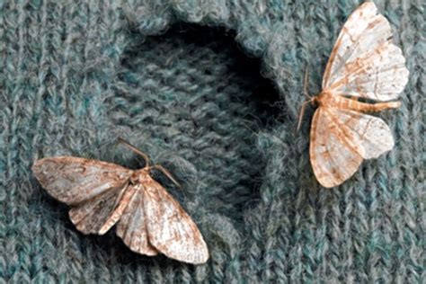 Ask Teri How To Keep Moths From Eating Sweaters Wsj