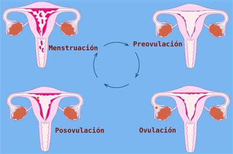 Ciclo Menstrual Todo Sobre Las Etapas Del Ciclo Menstrual Kulturaupice